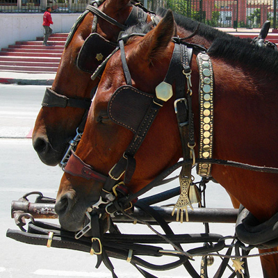 Шорно-седельные изделия2